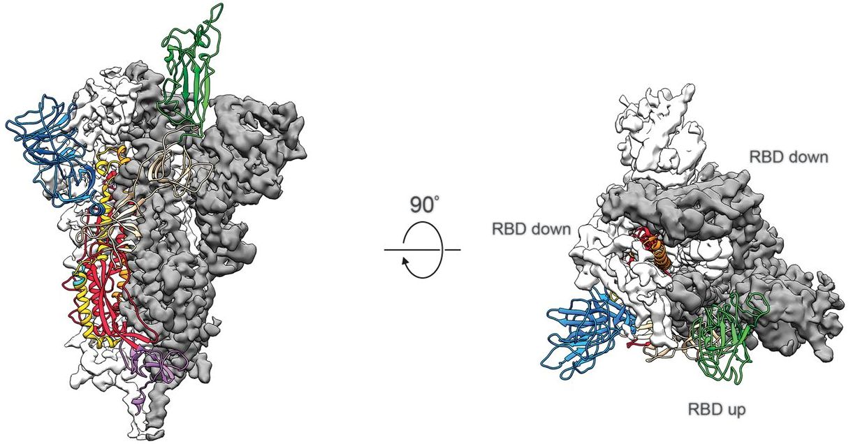 2019 nCOV cryoEM structure